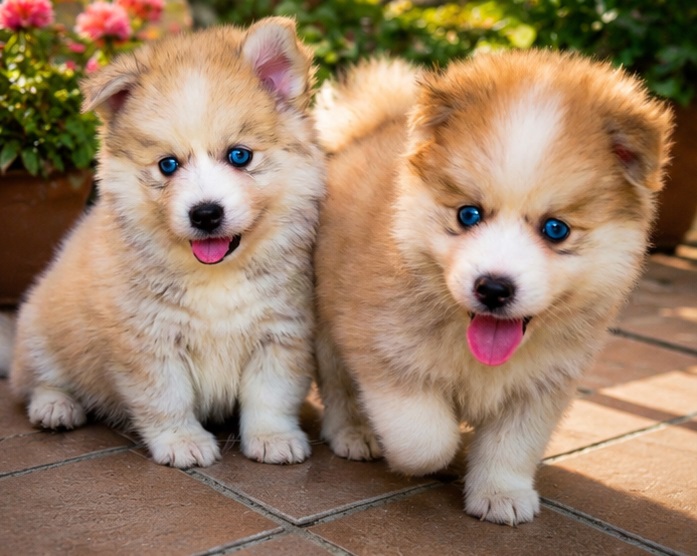 Imagem de cachorro Pomsky